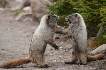 young marmots play fighting