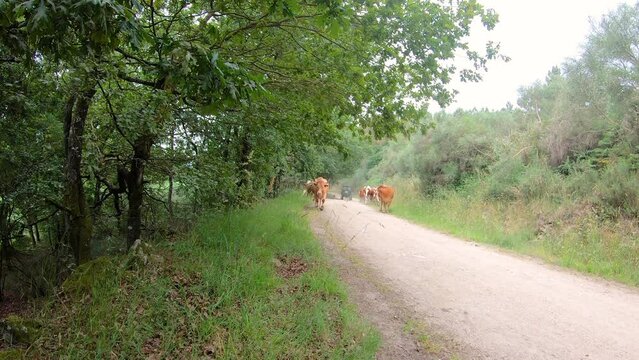 a herd of brown cows walking a dirt road next to Camba (San Xoan), Rodeiro, province of Pontevedra, Galicia, Spain