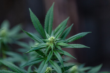 Naklejka na ściany i meble Fleur de Cannabis 