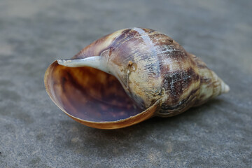 the shape of a snail shell