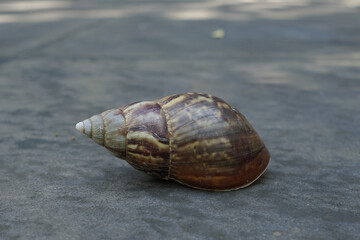 the shape of a snail shell