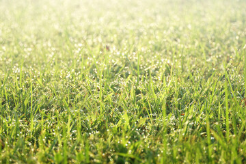 morning dew on grass, freshness of nature, abstract spring background