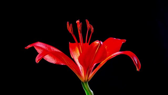 Time Lapse - Single Red Lily Flower Blooming with Black Ground