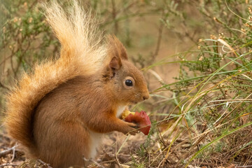 Naklejka na ściany i meble scottish red squirrel in the woodland eating the core of a red apple