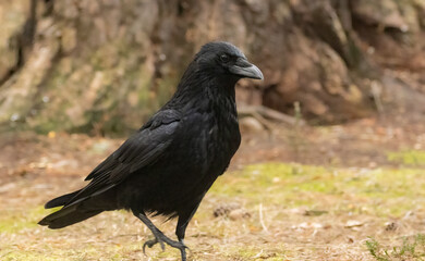 Large black raven bird on the forest floor