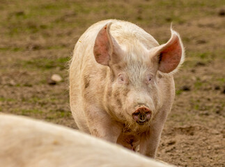 Female pig, sow, with pink face and blue eyes,  floppy ears and muddy trotters and snout