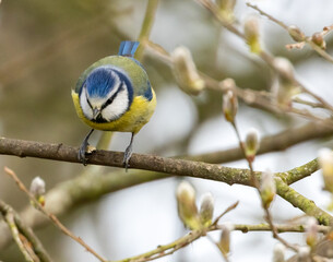 Blue tit bird