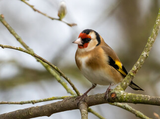 Obraz premium Goldfinch bird perched on a branch