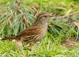 Naklejka na ściany i meble Duncock, hedge sparrow, foraging on the forest floor for food