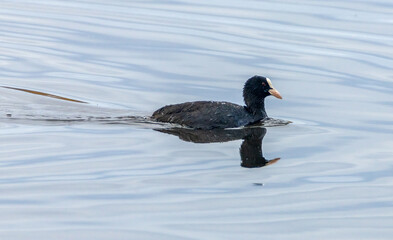 Coot waterfowl bird on blue water with reflection 