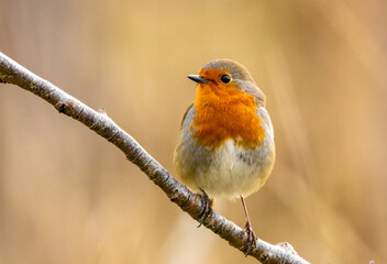 Robin redbreast