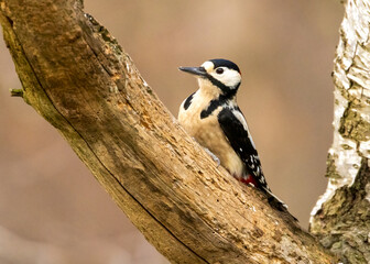 great spotted woodpecker on tree