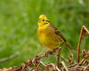 Male yellow hammer bird 