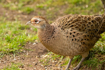Femle pheasant foraging in the woodland undergrowth