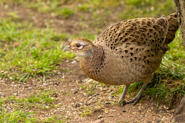 Female pheasant foraging in the woodland undergrowth