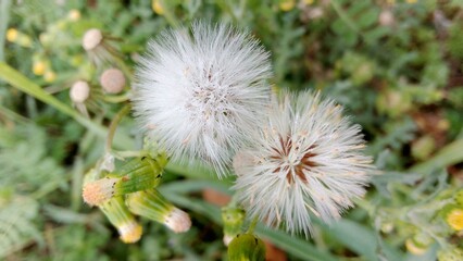 dandelion seed head
