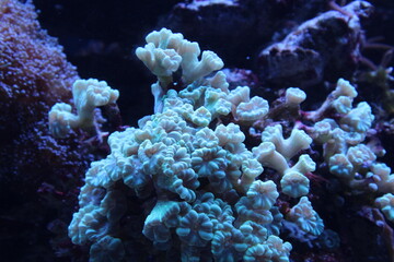 coral reef