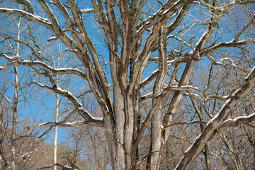 Fototapeta premium old tree with branches covered in snow on a clear blue sky winter day