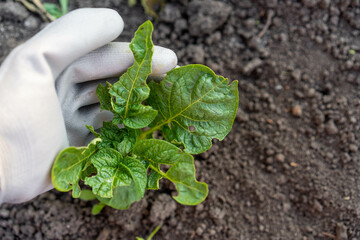 protection of potato leaves from colorado beetle, pest control of the garden, gnawed leaves of potato tops