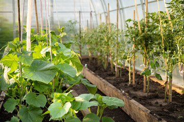 trimmed lower branches of tomato bushes, tied up tall tomatoes, vegetables in a greenhouse, growing...