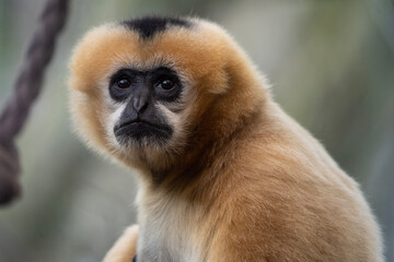 close image of a Yellow Cheeked Gibbon monkey