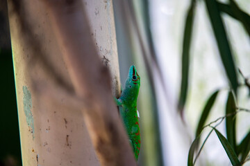 Grüner Lizard auf einem Ast