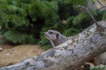 Erdmännchen hinter Ast, Neugierig