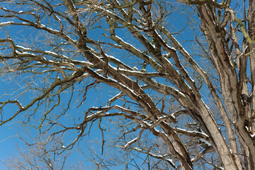 many branches on a blue sky - some covered with snow