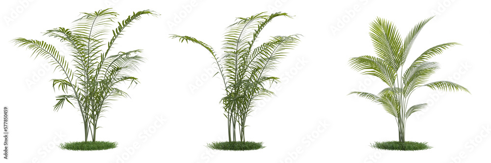 Poster group of palm trees isolated on transparent background.3d rendering png set