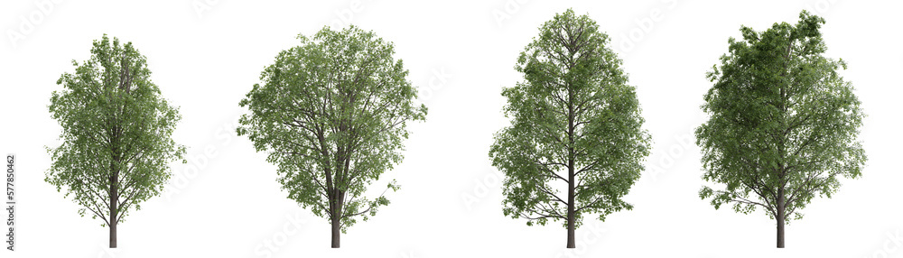 Poster isolated trees on transparent background.3d rendering png set