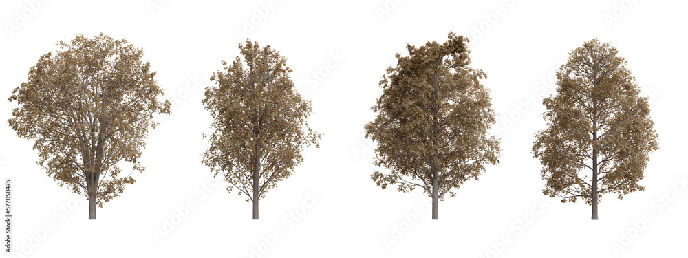 Poster isolated trees on transparent background.3d rendering png set