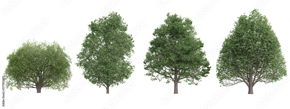 Poster isolated trees on transparent background.3d rendering png set