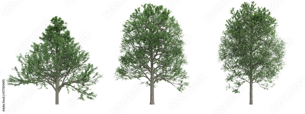 Poster isolated trees on transparent background.3d rendering png set