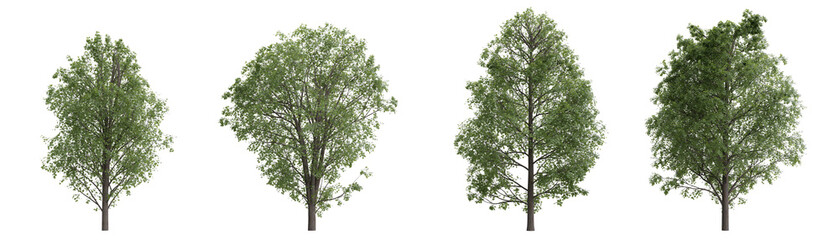 Isolated trees on transparent background.3d rendering PNG Set