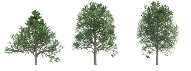 Isolated trees on transparent background.3d rendering PNG Set