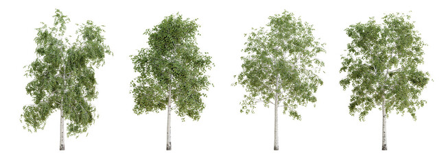 Isolated trees on transparent background.3d rendering PNG Set