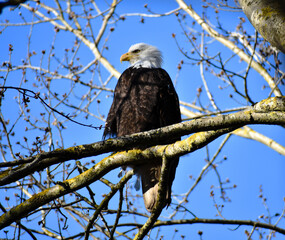 Bald Eagle spring trees