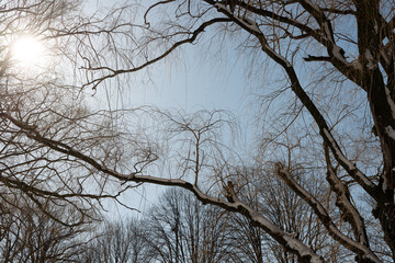 winter sun and trees