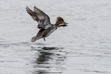 Merganser with crayfish in mouth while flying