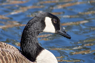 Canada goose closeup eye