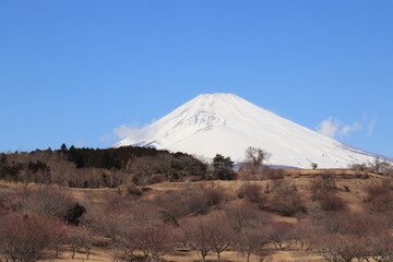 Fototapeta na wymiar 晴天に映える冠雪の富士山