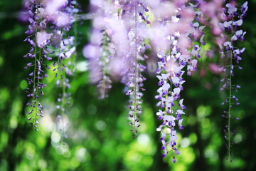 春の美しい藤の花