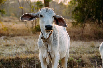 farming cow in third world country
