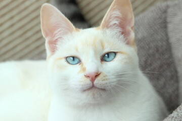 Fototapeta premium Honey cat