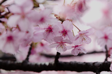 河津桜