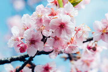 河津桜