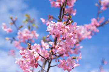 河津桜