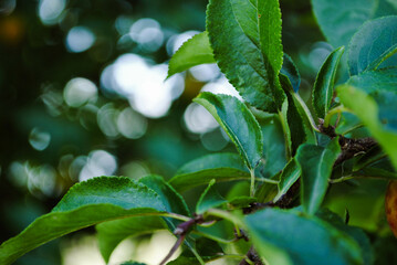 a leaf