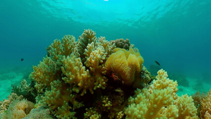 Marine life sea world. Underwater fish reef marine. Tropical colourful underwater seas. Philippines.