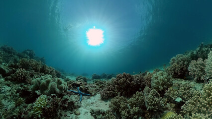 Fototapeta na wymiar Underwater Colorful Tropical Fishes. Tropical underwater sea fishes. Philippines.